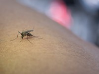 Sarandi mantém estabilidade nos casos de dengue e não registra novas confirmações nas últimas semanas